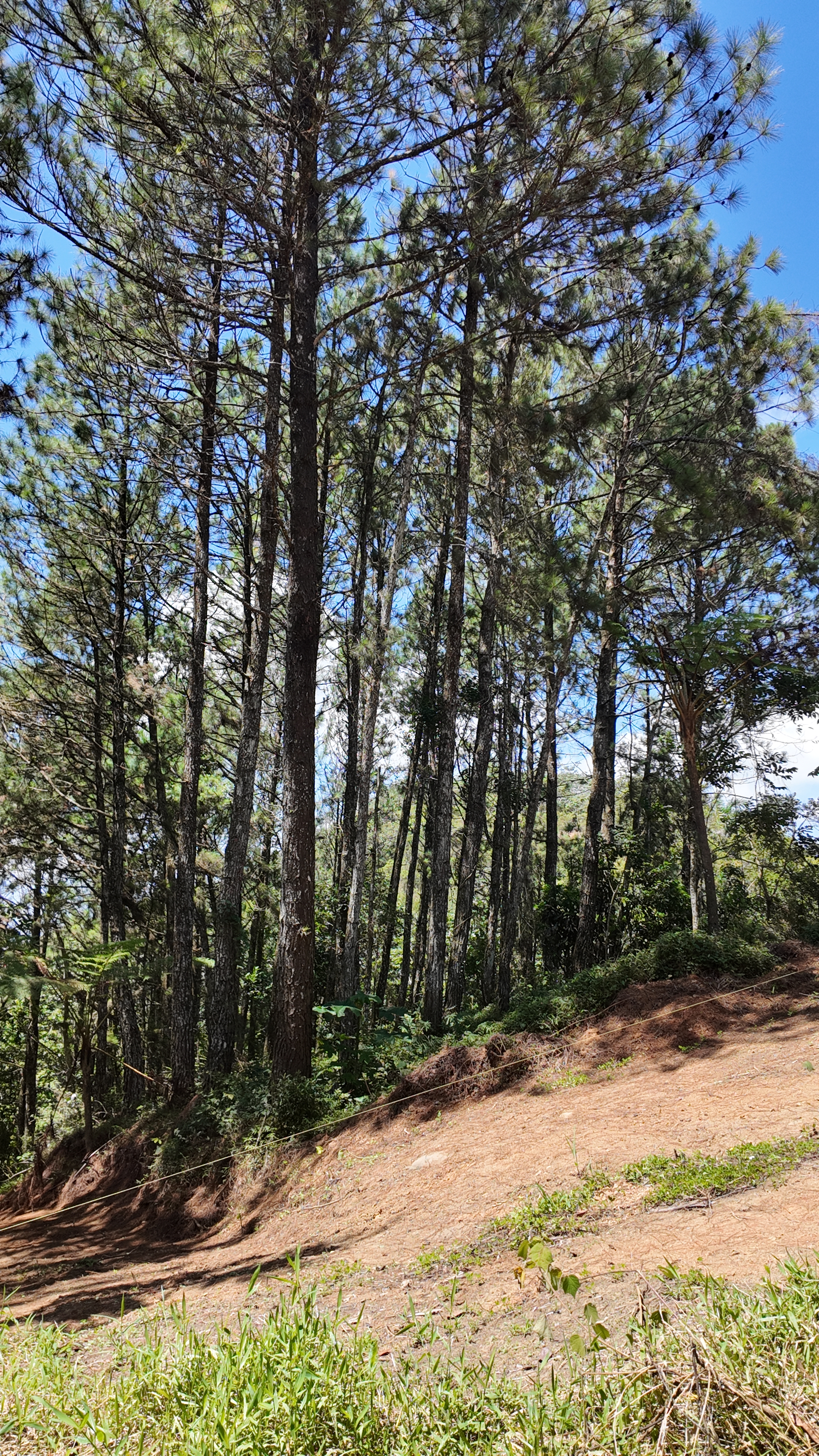 Terreno con bosque de pinos en Palo Alto, Jacagua